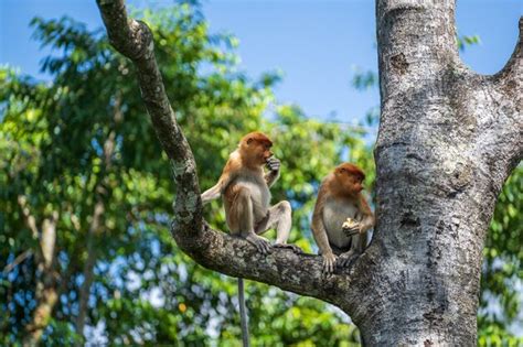 Familia De Mono Narigudo Salvaje O Nasalis Larvatus En La Selva De La