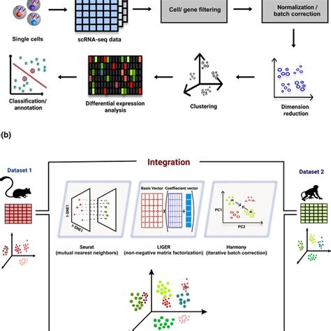 A Standard Steps Involved In The Downstream Analysis Of ScRNAseq