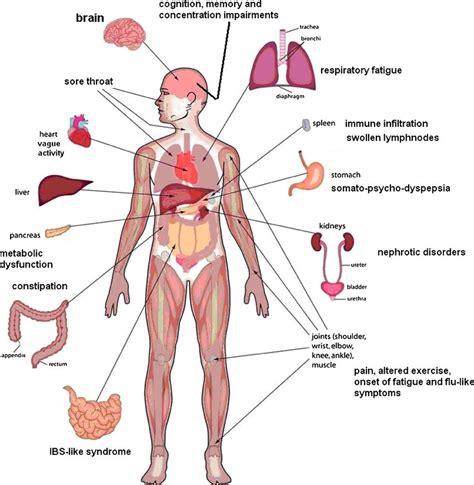 Human Body Organs Diagram