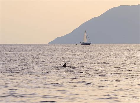 Isole Eolie A Filicudi Delfini Disturbati Dalle Imbarcazioni Dei Turisti