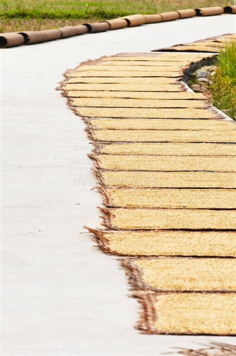 Papel De Arroz De Secagem No Delta De Mekong Em Vietnam E Em Dois