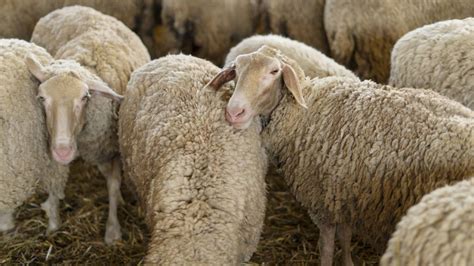 Doen A Da L Ngua Azul Ataca Rebanhos No Alentejo Agricultores Queixam