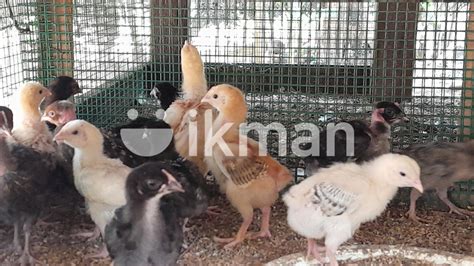 Farm Chicks For Sale In Jaffna City Ikman