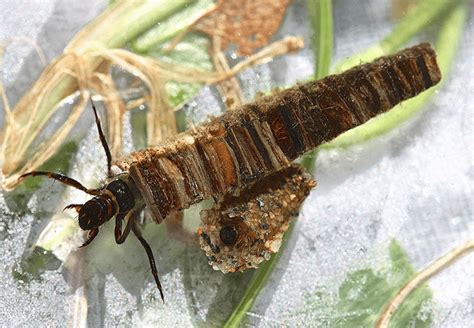 Caddisfly Facts Their Larvae Live In The Case Made Of Rocks Leaves