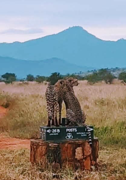 Days Nights Mombasa Peak Of Mount Kilimanjaro Safari From Nairobi