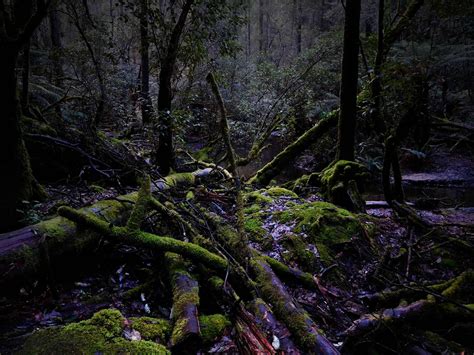 Photograph: Tasmanian rainforest | Scarebear