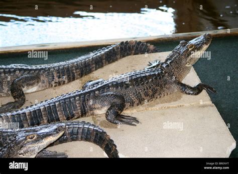 Baby Alligators Hi Res Stock Photography And Images Alamy