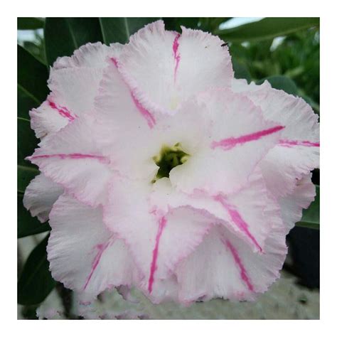 Buy Rare Adenium Obesum Double Flower Grafted Mature Easy Care