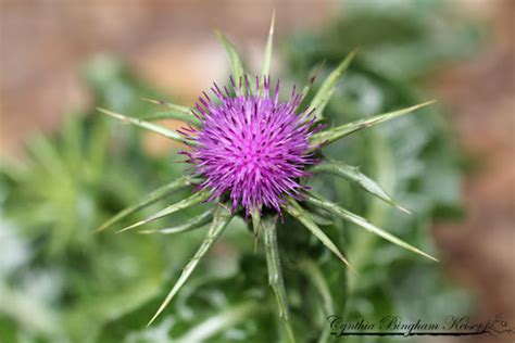 Variegated Thistle Project Noah