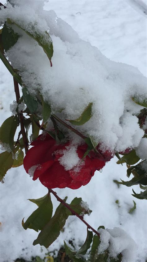 Pin Di Elena Troianskaia Su Nel Fiori Flora Bocciolo