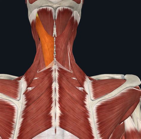 Lecture Myology Vertebral Column And Trunk Flashcards Quizlet