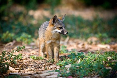 Nature In Focus Capturing The Island Fox Gallery Nature And Wildlife