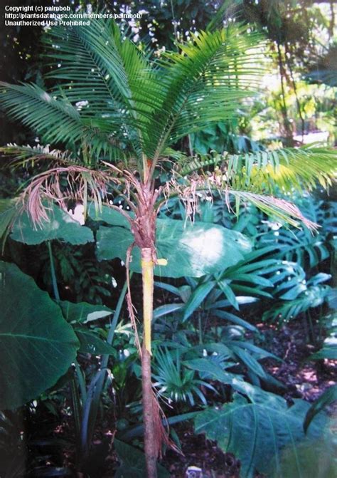 Plantfiles Pictures Ravenea Species Dwarf Majesty Palm Ravenea