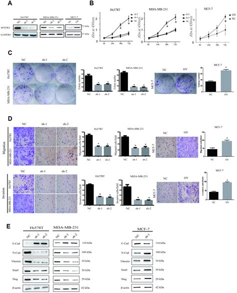 Mitochondrial Fission Regulator Mtfr Promotes Growth Migration