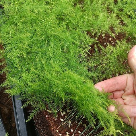 Good Price Asparagus Setaceus Live Plant Seedling Live Plant And