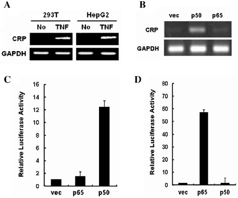 The Nf Kb P Subunit Induces Crp Transcription A Rtpcr Analysis Of