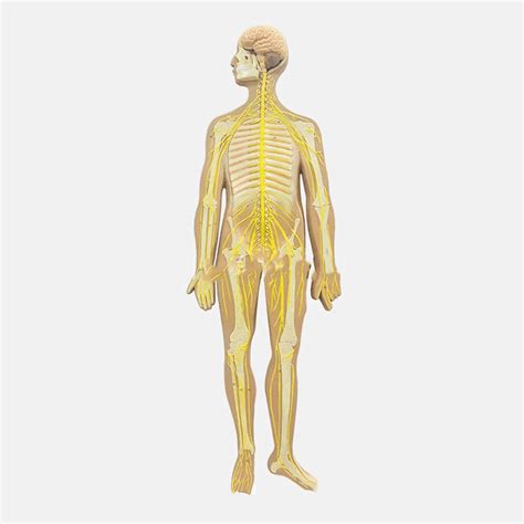 Buy Human Nervous System Model Human Central Nervous System Spinal