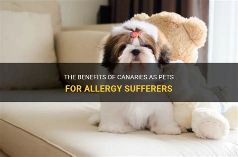 The Benefits Of Canaries As Pets For Allergy Sufferers Petshun