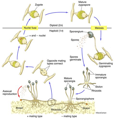 Bread Mold Life Cycle