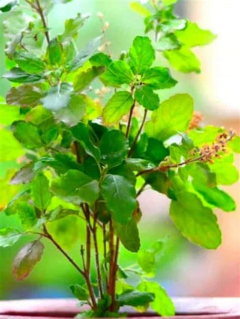 Benefits Of Consuming Tulsi Leaves