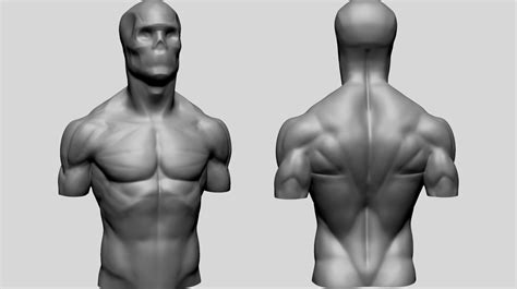 Artstation Male Torso Models For Reference Resources