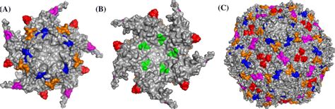 Localization Of Selected Peptides In The Cap Pcv2 Structures A Download Scientific Diagram