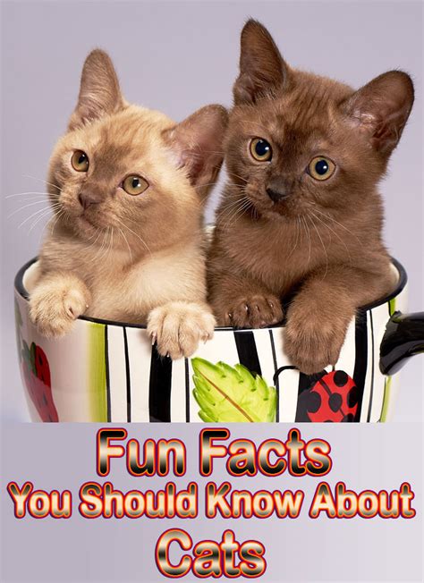 Fun Facts You Should Know About Cats