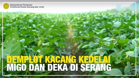 Demplot Kacang Kedelai Migo Dan Deka Di Serang Mekraf Youtube