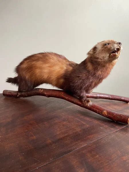 Vintage fransk taxidermi polecat taxidermy frå Köp på Tradera