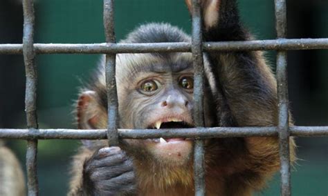 Sign Stop Research Monkey Breeding Farm In Georgia