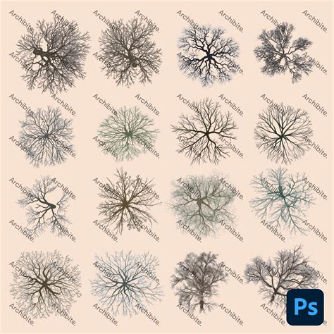 Megapack Photoshop Brushes Top View Trees - Etsy