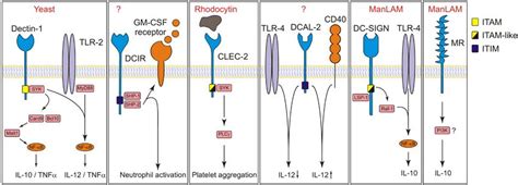 ITAM Vs ITIM Receptors