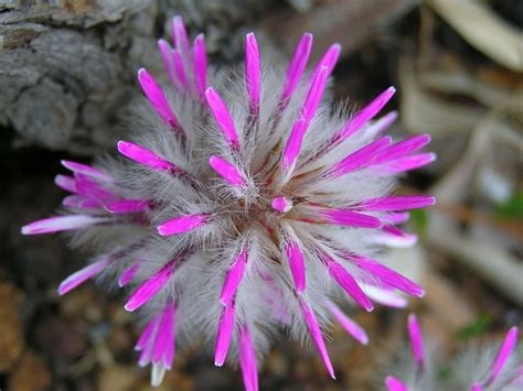 Flores exóticas: lo sorprendente de la naturaleza | Plantas