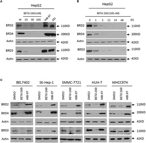 Frontiers Targeting Bet Proteins With A Protac Molecule Elicits