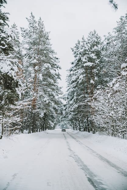 Paisaje De Un Bosque De Pinos Cubiertos De Nieve En Una Nevada Foto