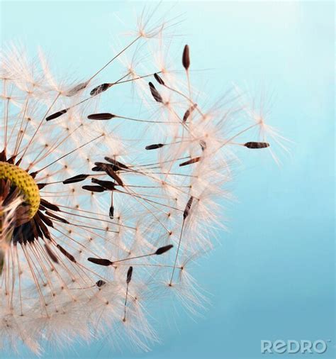 Fototapete Pusteblume L Wenzahn Und Samen Nach Ma Myredro De