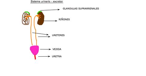 Ciencias Naturales Sistema Urinario Excretor En Humanos