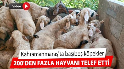 Kahramanmara Ta Ba Bo K Pekler Den Fazla Hayvan Telef Etti