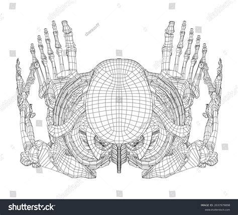 Human Skeleton Vector Rendering 3d Wireframe Stock Vector (Royalty Free) 2037979898 | Shutterstock