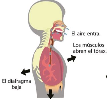 Sistema Respiratorio Baamboozle Baamboozle The Most Fun Classroom