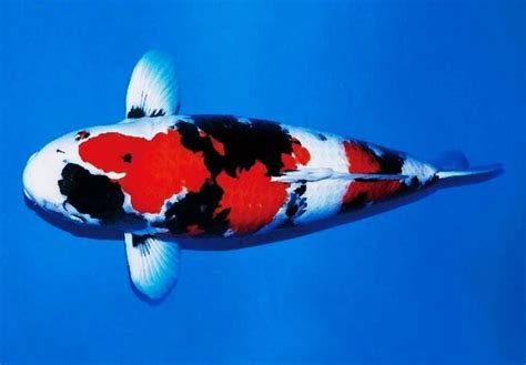 10 Jenis Dan Harga Ikan Koi Terbaru Juli 2024 Suka Ikan