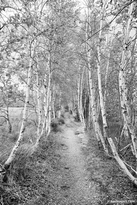 Framed Photo Print Of Path And White Birch Trees Sieur De Monts Acadia