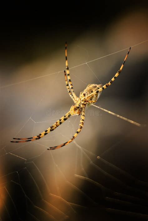 Orb Weaver Spider Argiope Lobata Stock Image Image Of Asia Meadow