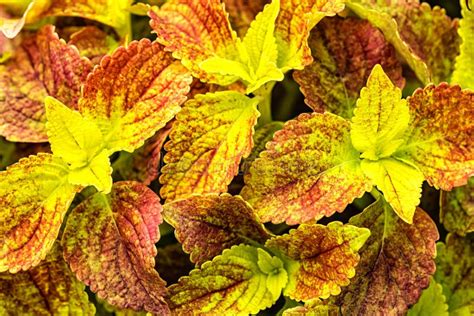 Psychedelic Coleus Stock Photo Image Of Coleus Neddles 20603024