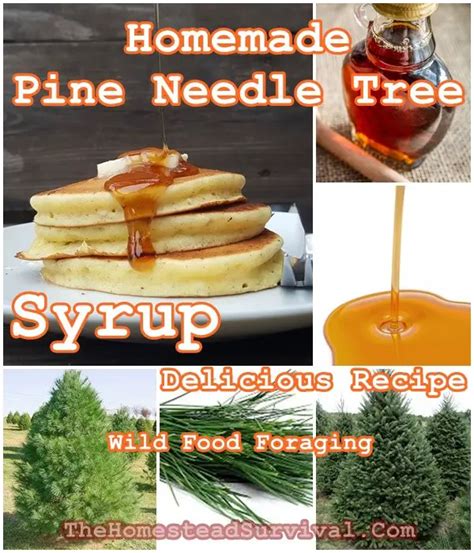 Homemade Pine Needle Tree Syrup Delicious Recipe Wild Food Foraging