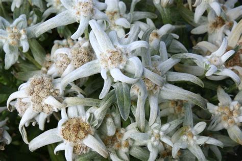 Edelweiss O Stella Alpina Dsc Leontopodium Alpinum O Flickr