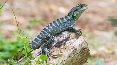 water dragon lizard wallpapers top  water dragon lizard
