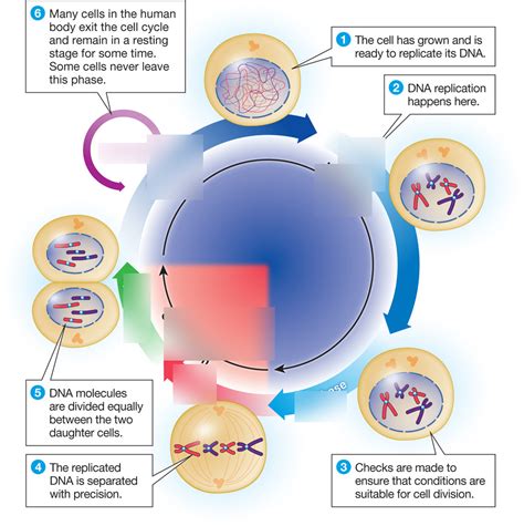 Cell Cycle Diagram - exatin.info