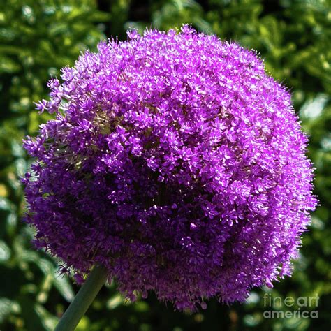 Purple Pom Pom Photograph By Scott Bevan Fine Art America