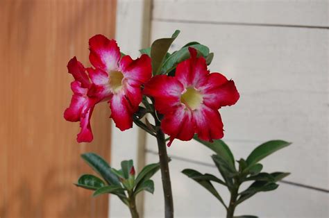 CARA MERAWAT TANAMAN BUNGA ADENIUM (KAMBOJA JEPANG) | VISIUNIVERSAL